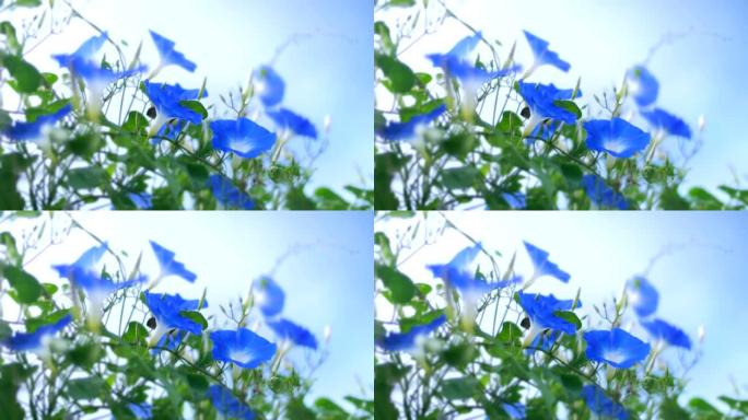 花园里的蓝色牵牛花。