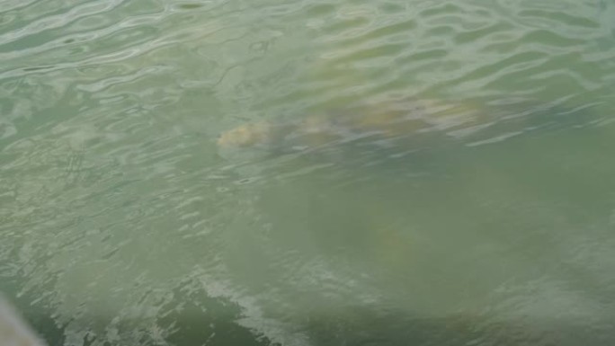 野生动物斯特勒海狮在冷水中游泳