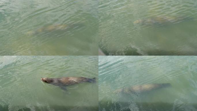 野生动物斯特勒海狮在冷水中游泳
