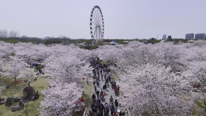 【4K60帧】上海顾村公园樱花航拍