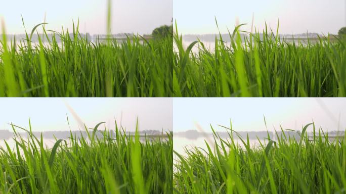 清晨湿地生态绿草  01  4k50p