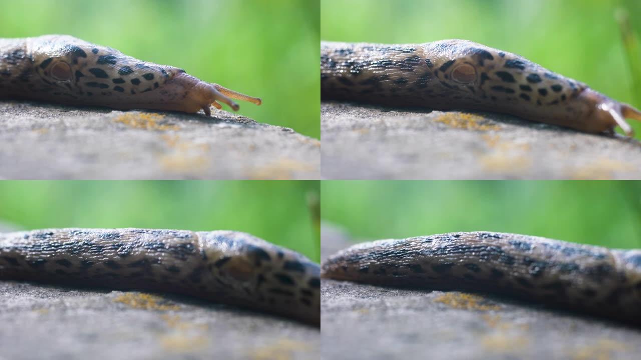 Slug在地面上缓慢爬行，特写