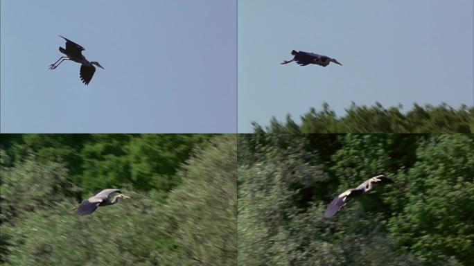 飞行期间的灰鹭 (Ardea cinerea)。它是一种长腿，长颈的鸟，上面是灰色，下面是白色，有黑