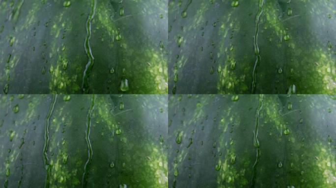 新鲜多汁的条纹西瓜特写。水滴顺着多汁的西瓜果皮流下。