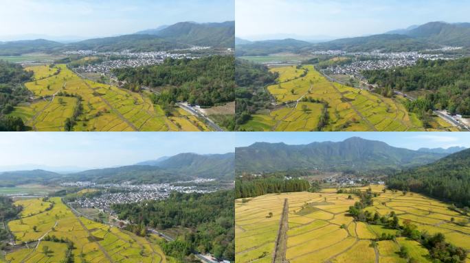 新农村 宏村 皖南稻田 稻田 水稻 大山