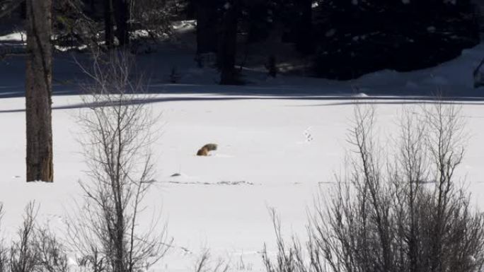 黄石公园的一只红狐狸在深雪中挖掘的远射