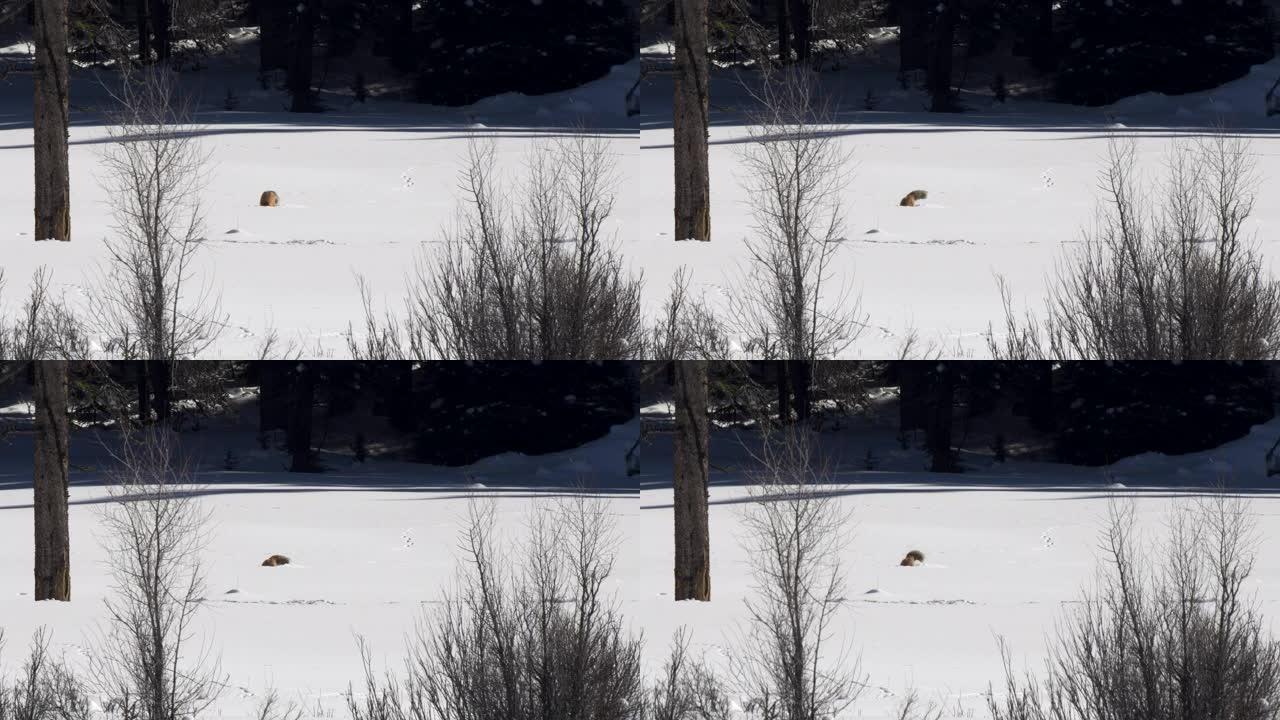 黄石公园的一只红狐狸在深雪中挖掘的远射