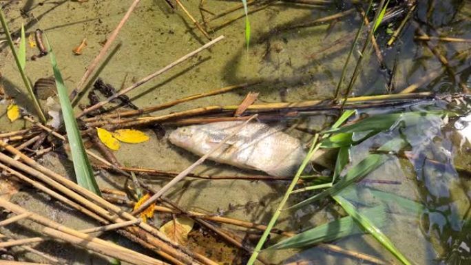 一条鱼死于湖岸，被藻类和蓝细菌污染