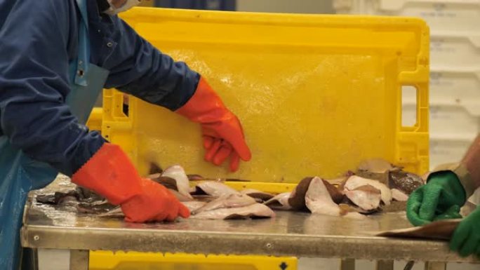 工人在荷兰IJmuiden的鱼拍卖会上分类鱼