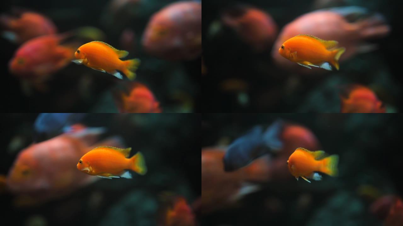 许多黄鱼在深蓝色大海的水族馆的珊瑚水下游泳。