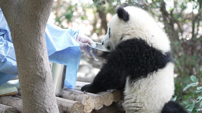 饲养员给熊猫宝宝喂水