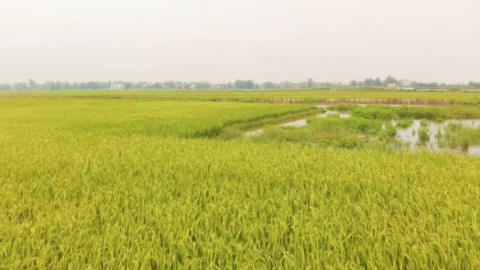 水稻绿地