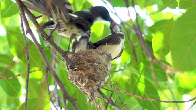 东方喜鹊知更鸟在巢中喂养新生婴儿。