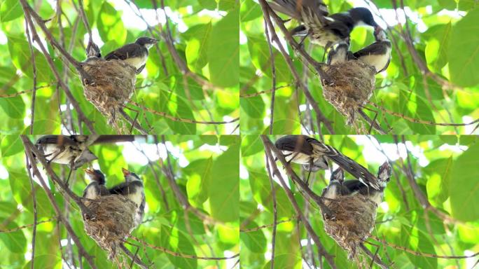 东方喜鹊知更鸟在巢中喂养新生婴儿。