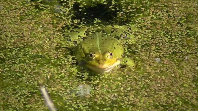 青蛙在被浮萍，Pelophylax esculentus或Teichfrosch覆盖的水中嘶哑