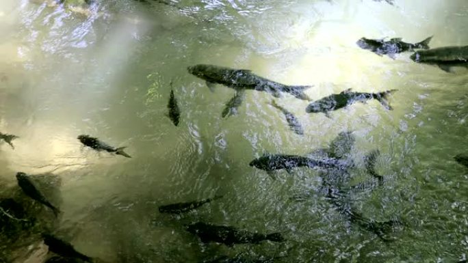 河中的梭罗溪鲤鱼 (学名为Tor Soro)。