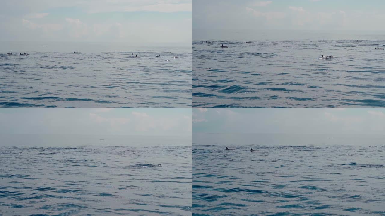 Stenellalongirostris海豚跳出水面