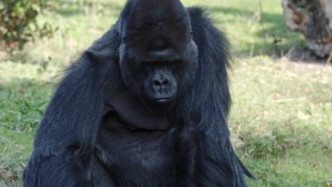 大猩猩雄性肖像，严重的银背，世界上最大的猴子