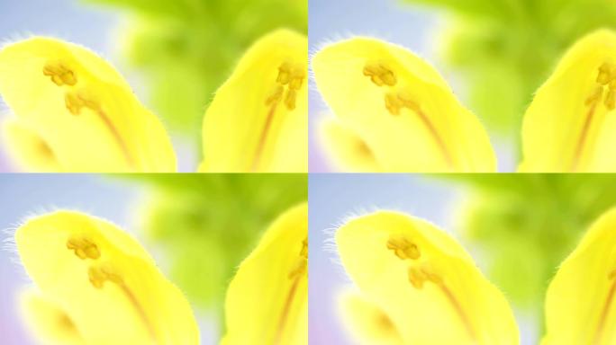 黄色大天使植物花瓣上的黄点