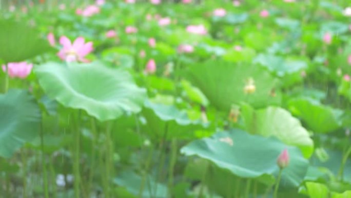 细雨，莲花在风中摇曳