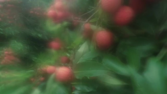 无人机拍摄树上生长的荔枝水果的照片，无人机坠毁
