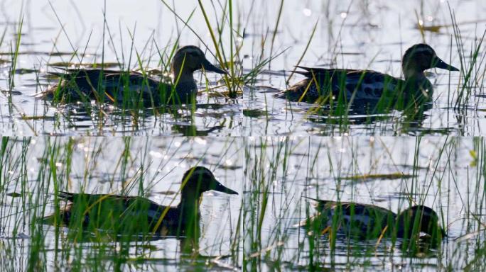 初夏清晨，在草丛中漂浮在湖上的鸟雄Garganey (Spatula querquedula)。