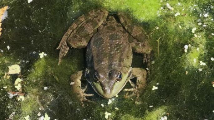 绿色青蛙坐在沼泽中