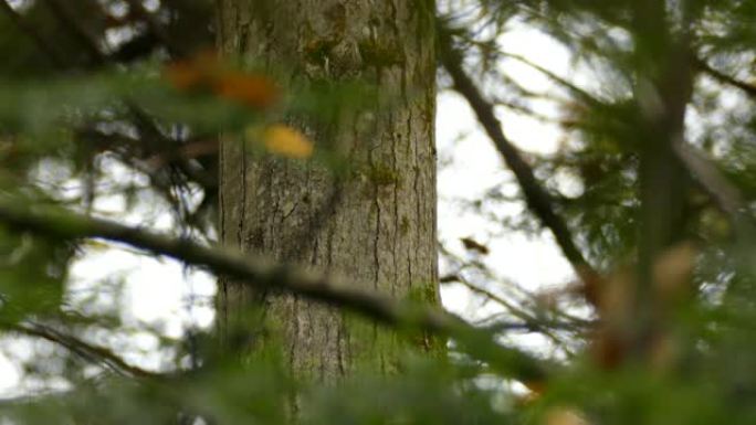 棕色爬山虎鸟 “爬到” 树的侧面，在苔藓中搜寻