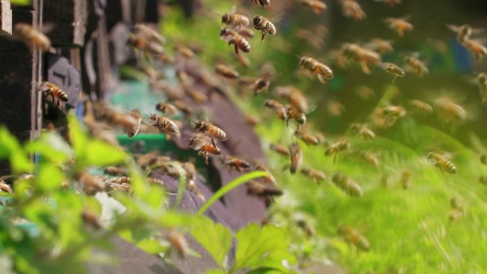 春天的养蜂场蜜蜂蜂群飞舞