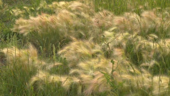 冬日的黑麦草，美丽的午后光线下的草