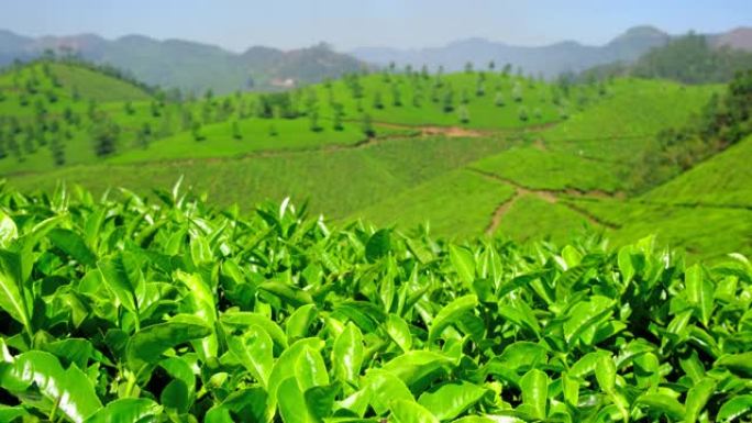 在印度喀拉拉邦Munnar的茶园中，新鲜的绿茶叶关闭了。