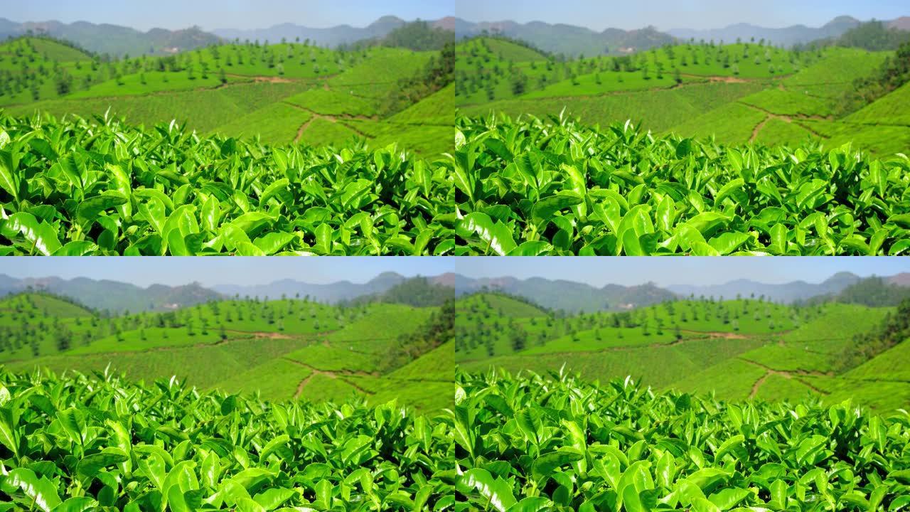 在印度喀拉拉邦Munnar的茶园中，新鲜的绿茶叶关闭了。