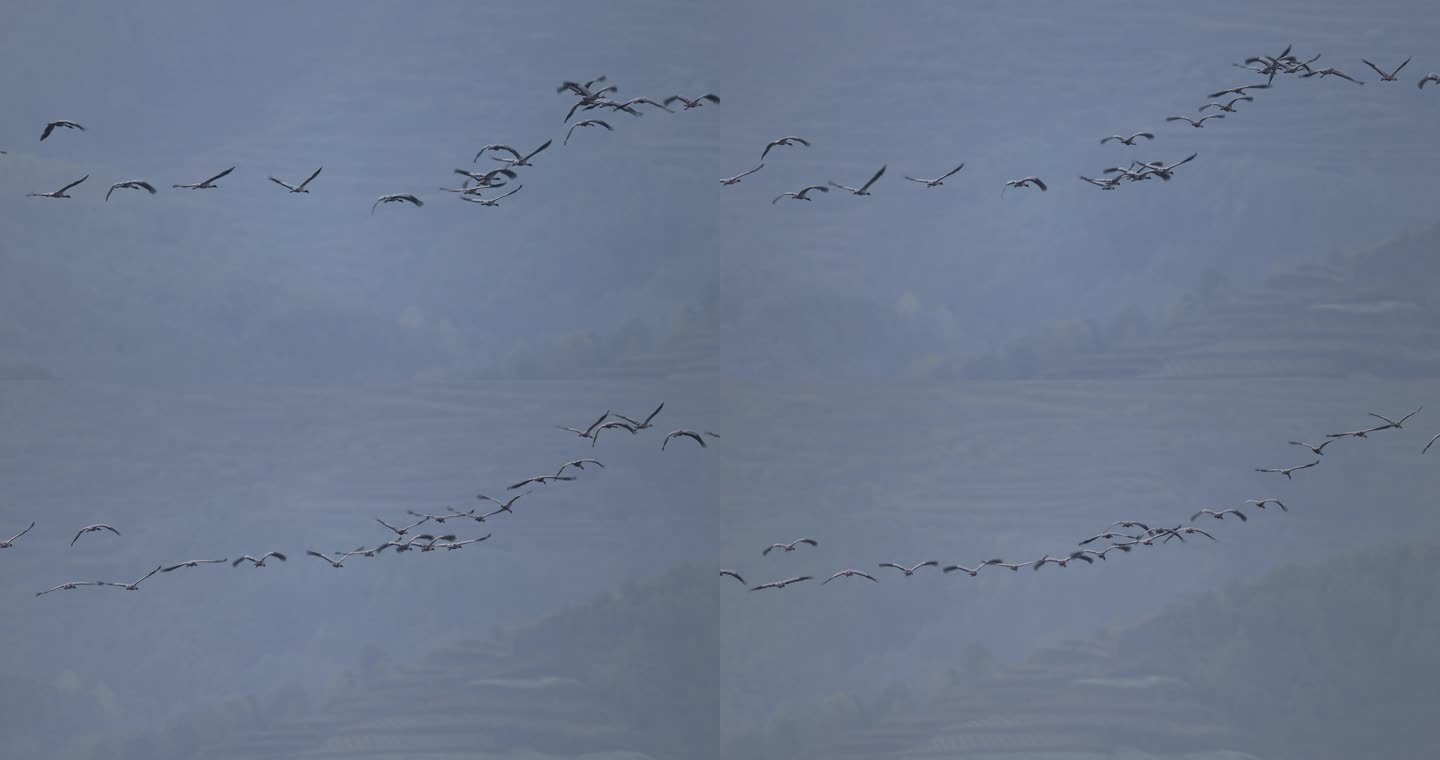 一群黑颈鹤排成一字型飞行