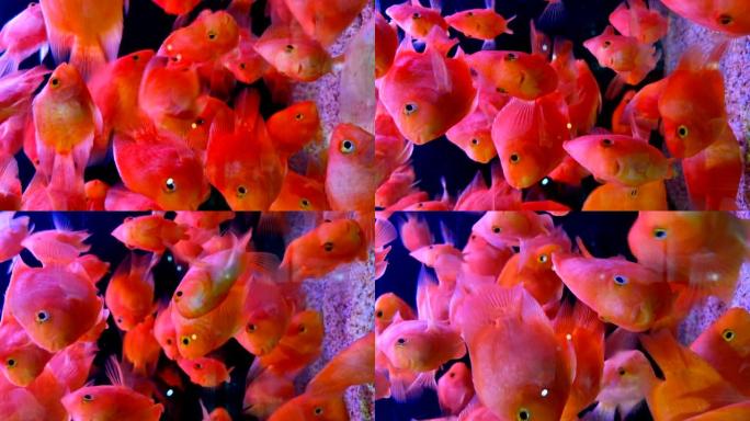 许多金鱼在鱼缸中游泳，请将其旋转90度以获得垂直构图