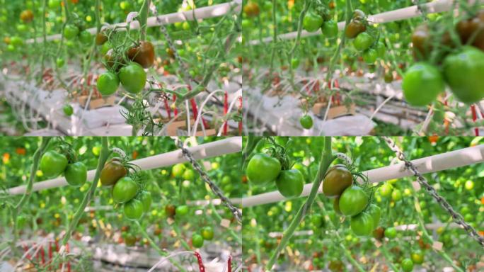 挂在温室树枝上的新鲜西红柿。绿色和红色的西红柿成熟。工业蔬菜生产。番茄收获。现代农业。农业综合企业