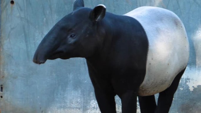 tapir头的特写