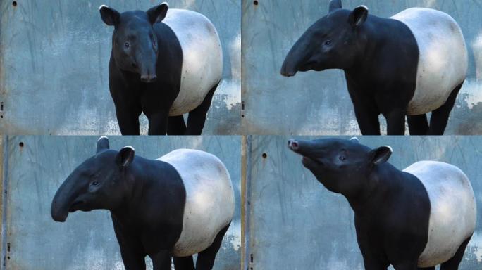 tapir头的特写