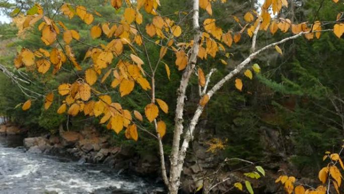 树木将使我们长寿，同时显示加拿大惊人的季节性变化