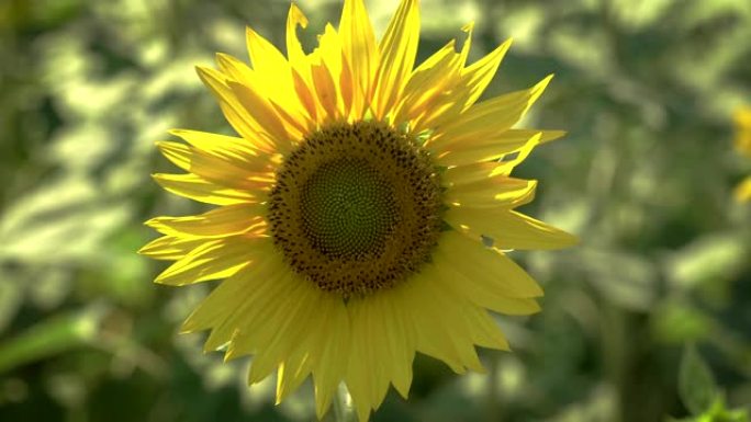 单向日葵空镜黄色太阳花花朵开花