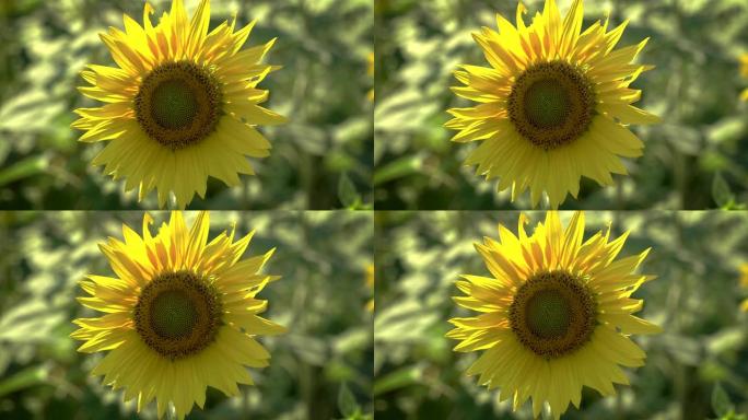 单向日葵空镜黄色太阳花花朵开花