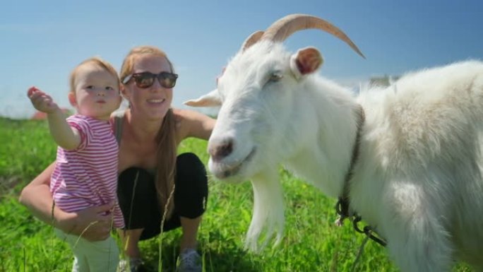 牧场上有动物的家庭。母亲和婴儿在农村地区的夏季绿色草地上触摸山羊