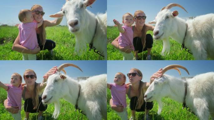 牧场上有动物的家庭。母亲和婴儿在农村地区的夏季绿色草地上触摸山羊