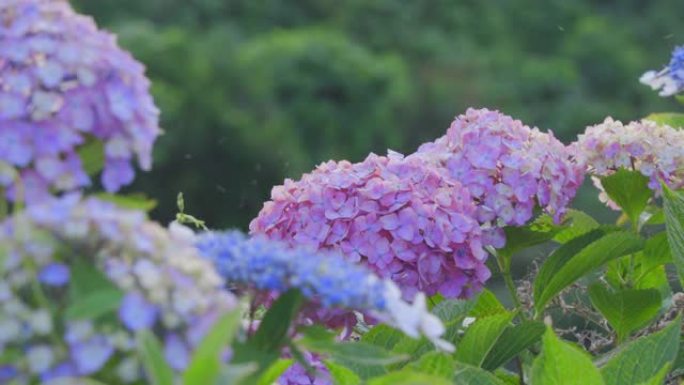 绣球花在风中摇曳花园花池子绿化树带美化环