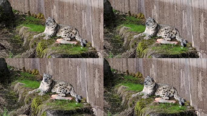 瑞典动物园Kolmarden鸟舍中孤立的华丽雪豹的特写镜头。