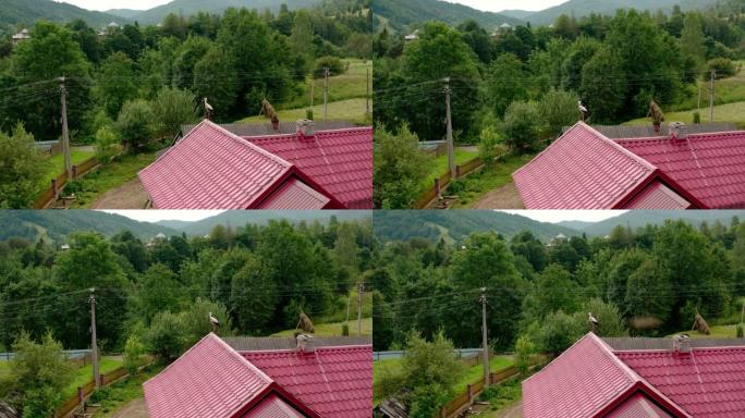 空中无人机视图stork在屋顶宽视图