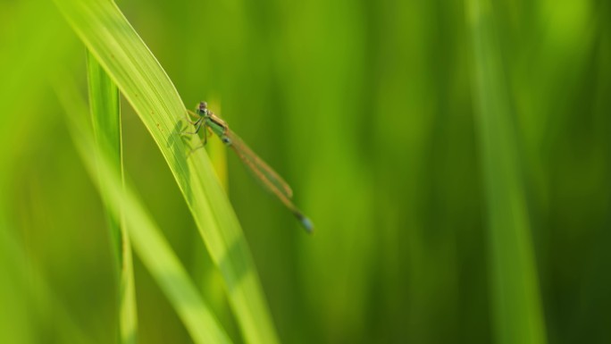 清晨绿草上漂亮的蜻蜓02   4k50p
