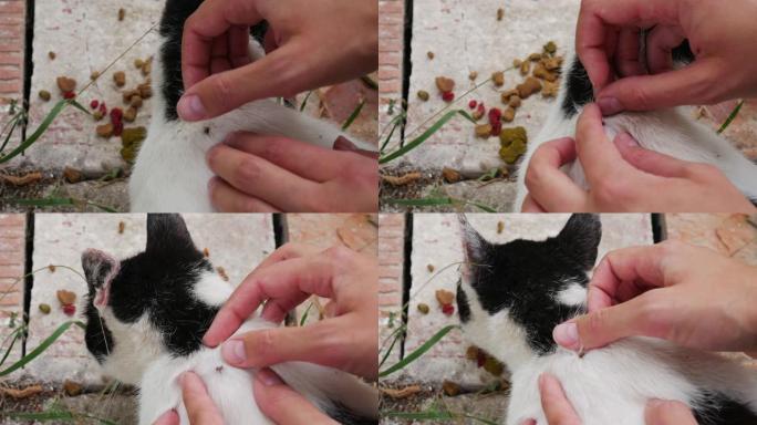 当黑白猫吃颗粒时，女人的手会发现tick。