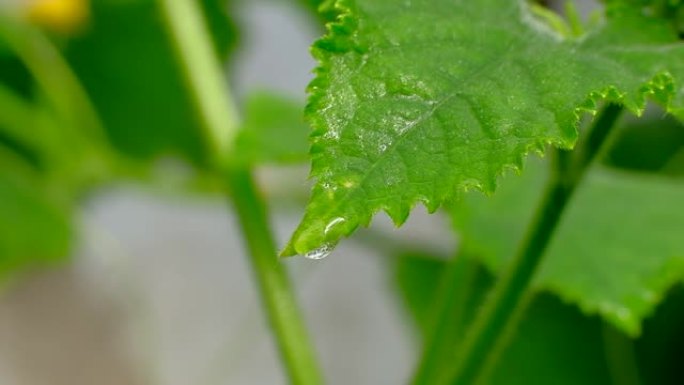 在绿叶上滴雨水露水