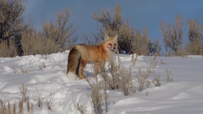 高帧率冬季拍摄的红狐狸站在黄石公园的雪山上