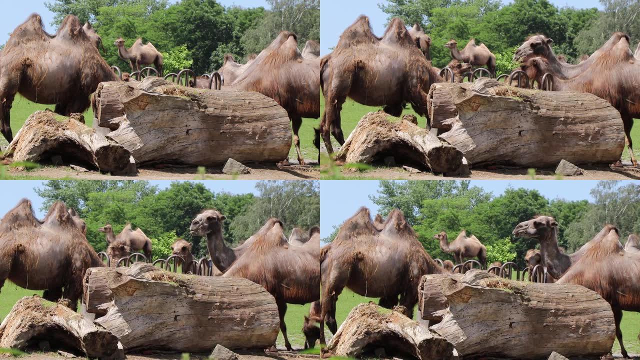 双峰驼也被称为双峰驼，以专门为它们设计的营养草为食。一群骆驼一起吃午饭晒太阳